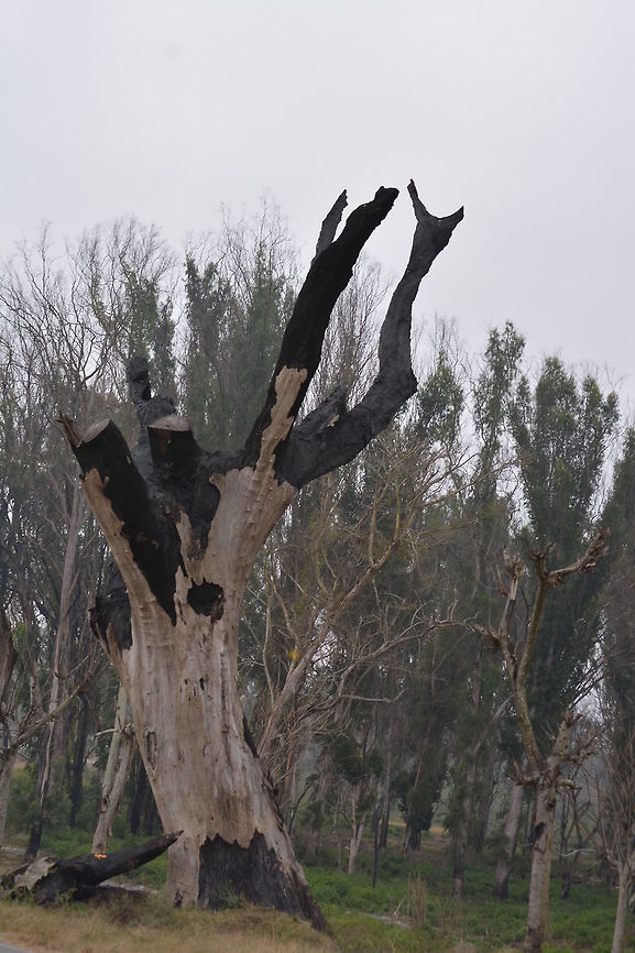 Save Trees