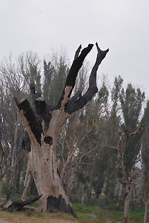 Save Trees