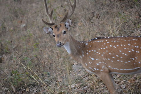 Stag looking straight into camera  Axis axis,Chital