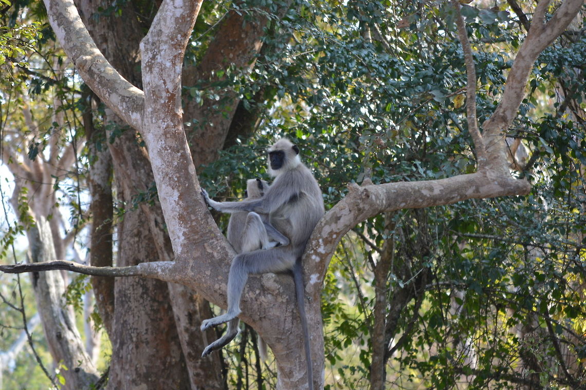 Emotional attachment between Mom and Kid  Semnopithecus dussumieri,Southern plains gray langur