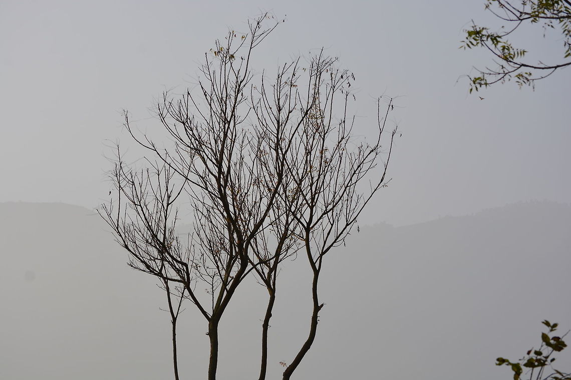 Withered Tree with Fog backdrop Captured in Masinagudi, India