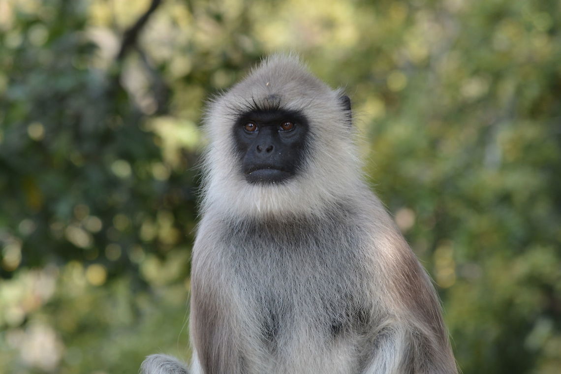 Langur  Semnopithecus dussumieri,Southern plains gray langur