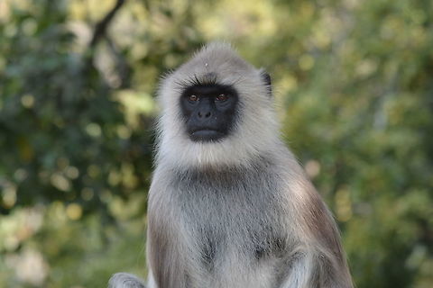 Langur  Semnopithecus dussumieri,Southern plains gray langur