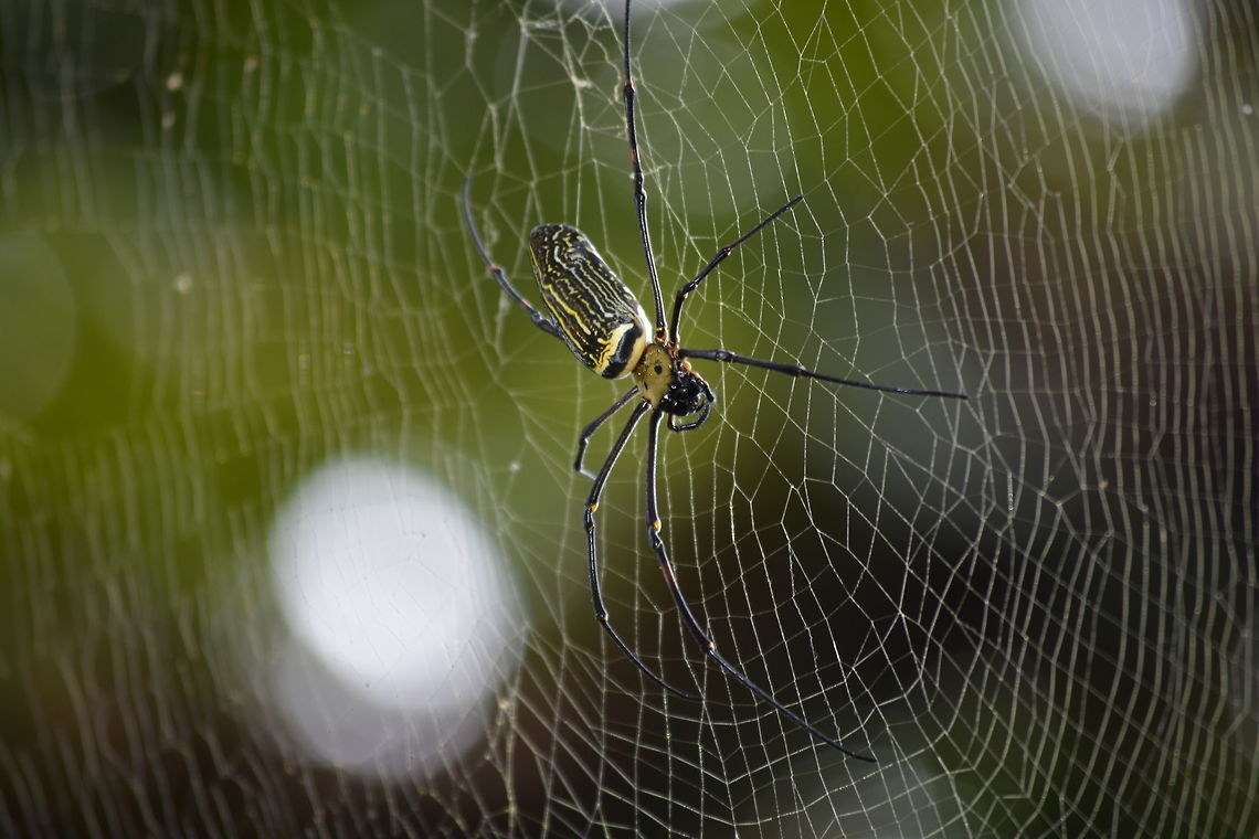 Nephila pilipes - golden orb-web spider  Nephila pilipes