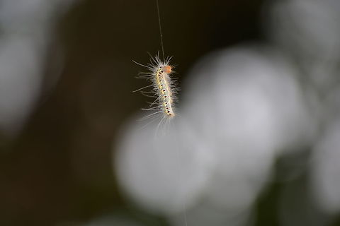 Bright Worm Close up Bright worm close-up captured in Silent Valley National Park, Mukkali, Kerala Fall,Geotagged,India