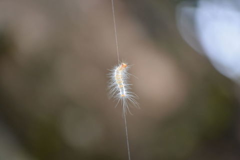 Illuminant Worm Closeup Bright Worm closeup captured in Silent Valley National Park, Kerala