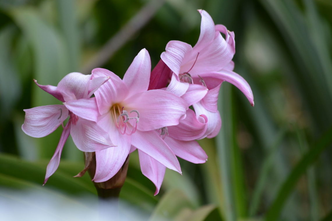 Crinum x powellii  Crinum x powellii,Powell's crinum lily