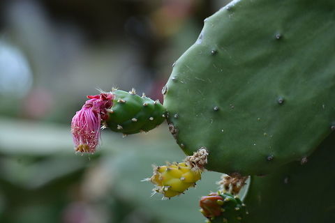 Colourful Cactus Colourful cactus captured in Masinagudi, India