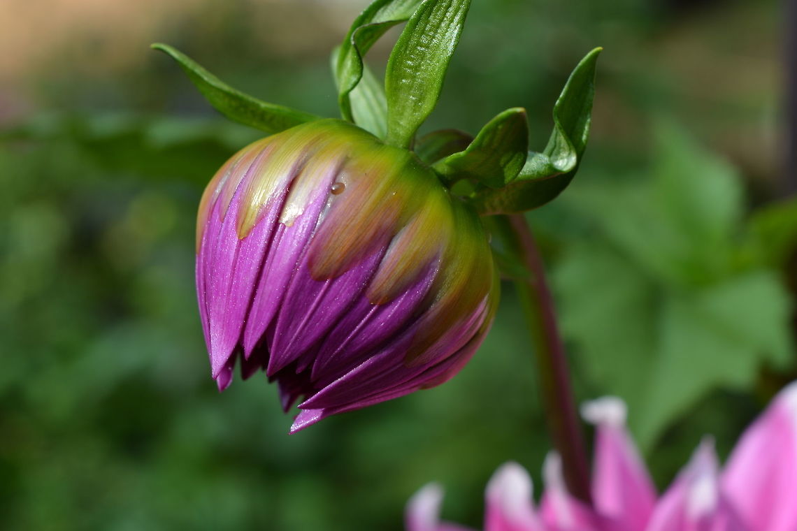 Pink Flower Bud  Dahlia x hortensis Guillaumin,Fall,Geotagged,India
