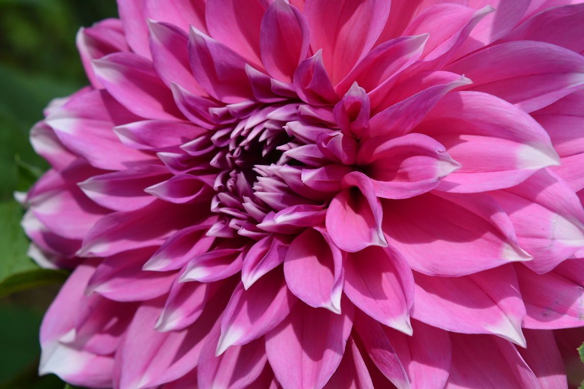 Pink Flower Closeup Shot in Sims Park, Coonoor, India Dahlia x hortensis Guillaumin