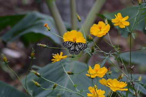 Butterfly feeding on flower Shot in Silent Valley, Mukkali, India Dark Blue Tiger,Tirumala septentrionis