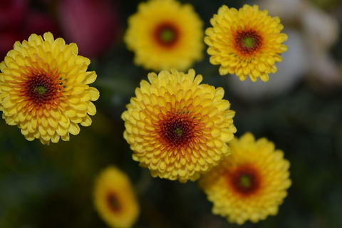 Yellow Flower  Fall,Geotagged,India