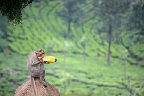 Monkey drinking Cola (Bonnet macaque) Shot at Dolphins Nose, Coonoor, India Bonnet macaque,Macaca radiata