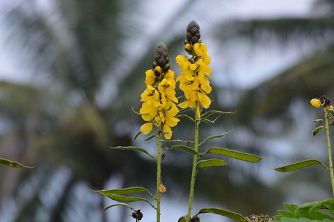 Yellow Flowers with Black Head Shot in Moyar, Masinagudi, India Candle Bush,Senna alata