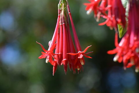Hanging Red Flowers  Fuchsia boliviana,Geotagged,India,Winter