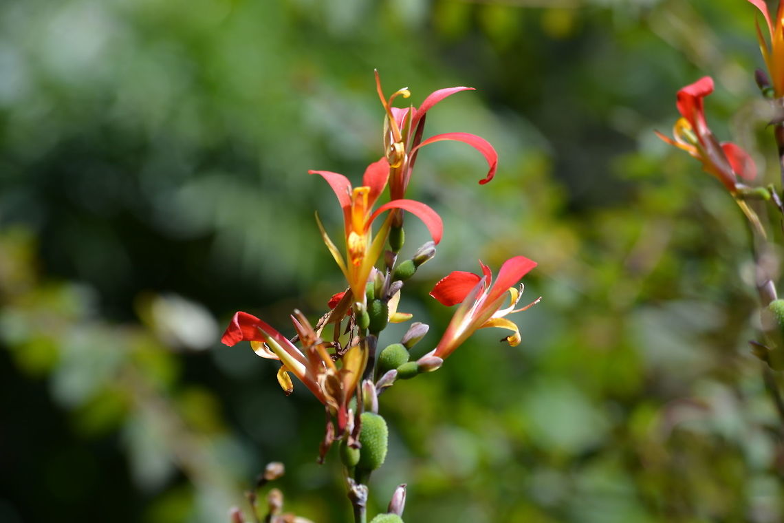 Dancing Beauty  Canna indica