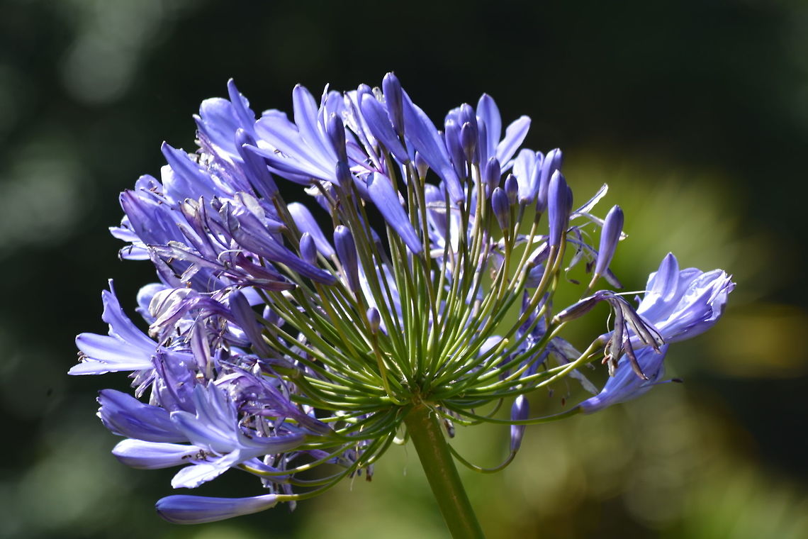 The Blue Lily or African Lily  Agapanthus praecox,Blue Lily or African Lily,Geotagged,India,Winter