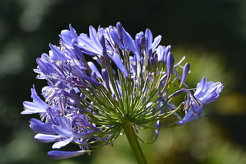 The Blue Lily or African Lily  Agapanthus praecox,Blue Lily or African Lily,Geotagged,India,Winter