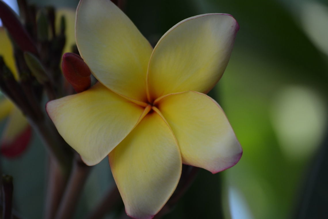 Yellow Flower with Pink Edges