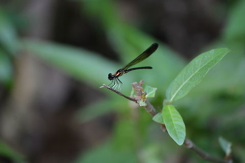 The Rhinocypha bisignata - Damselfly  Geotagged,India,Rhinocypha bisignata,Spring