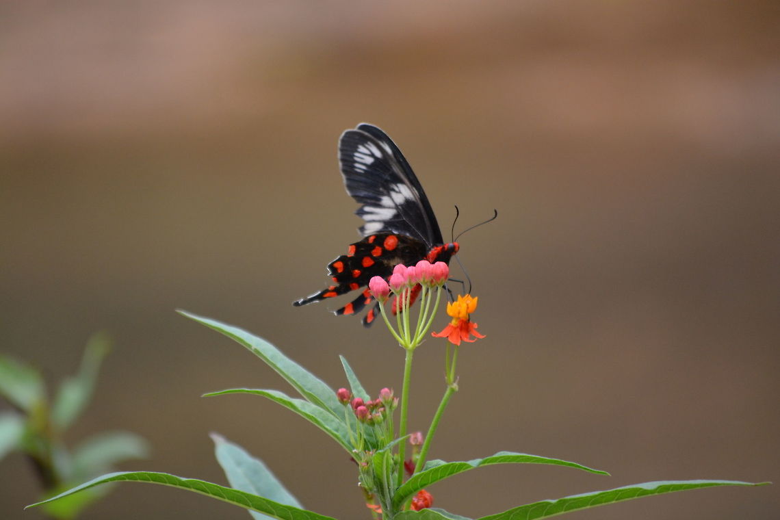 The Crimson Rose  Crimson Rose,Pachliopta hector