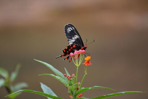 The Crimson Rose  Crimson Rose,Pachliopta hector