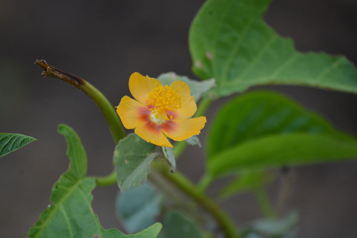 Yellow Flower