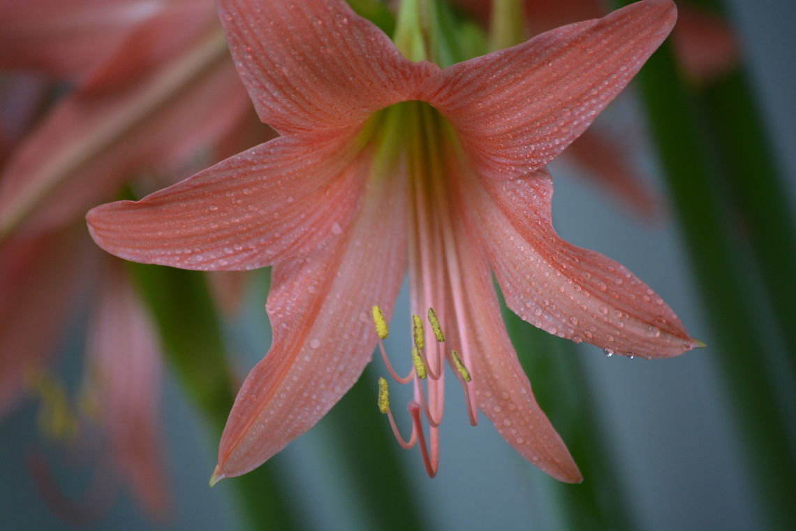 Pink Flower
