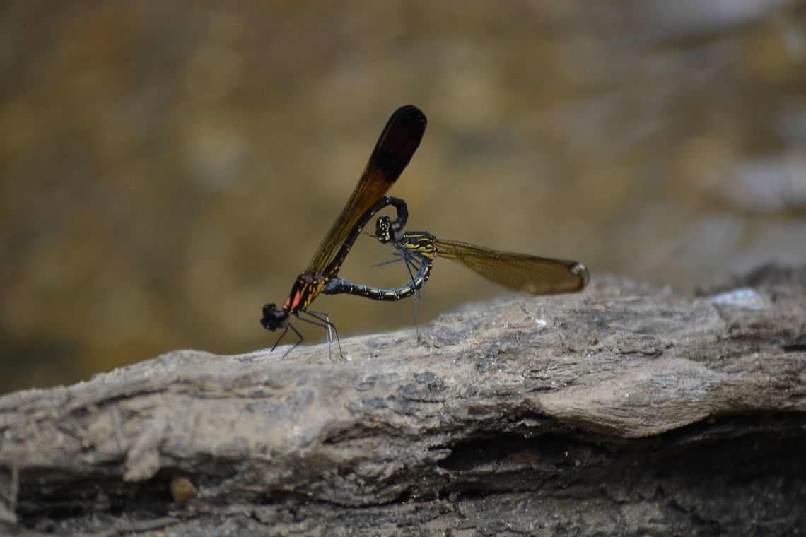 The Rhinocypha bisignata - Damselfly Mating  Rhinocypha bisignata
