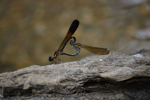 The Rhinocypha bisignata - Damselfly Mating  Rhinocypha bisignata