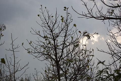 Silhoute
