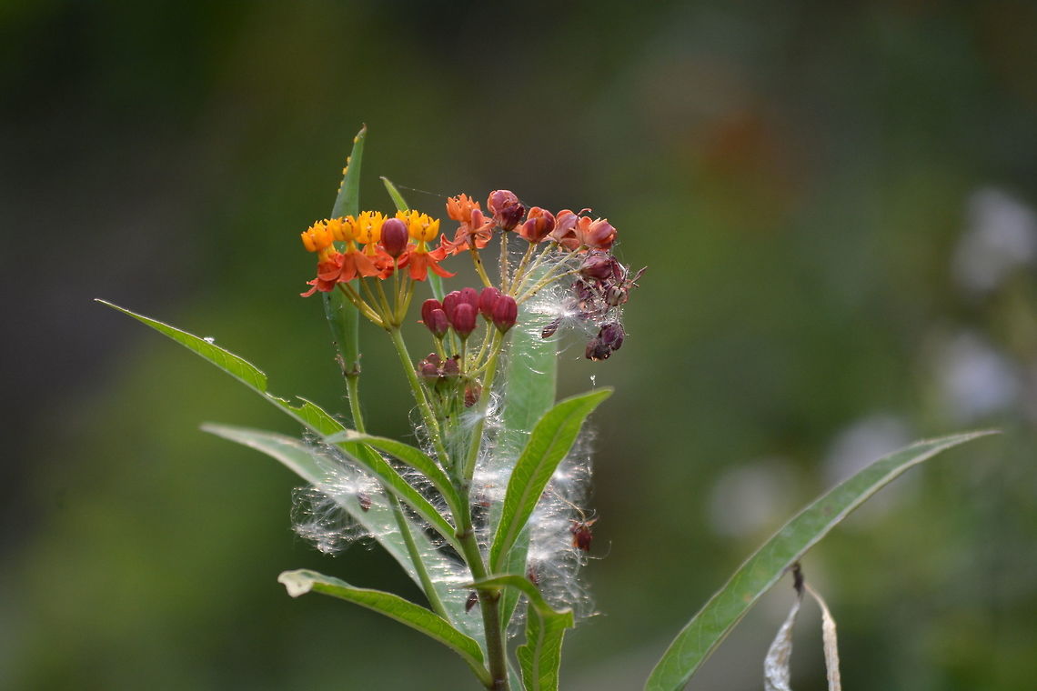 The Tropical milkweed  Asclepias curassavica,Tropical milkweed