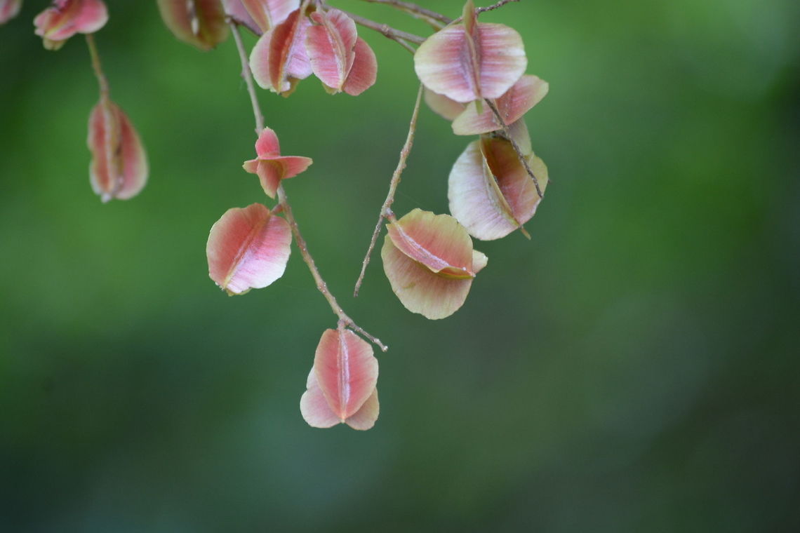 Pink Seed Pods