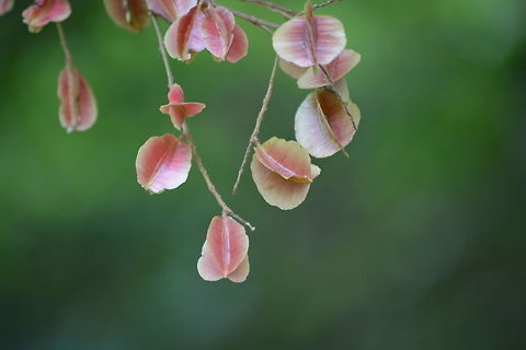 Pink Seed Pods