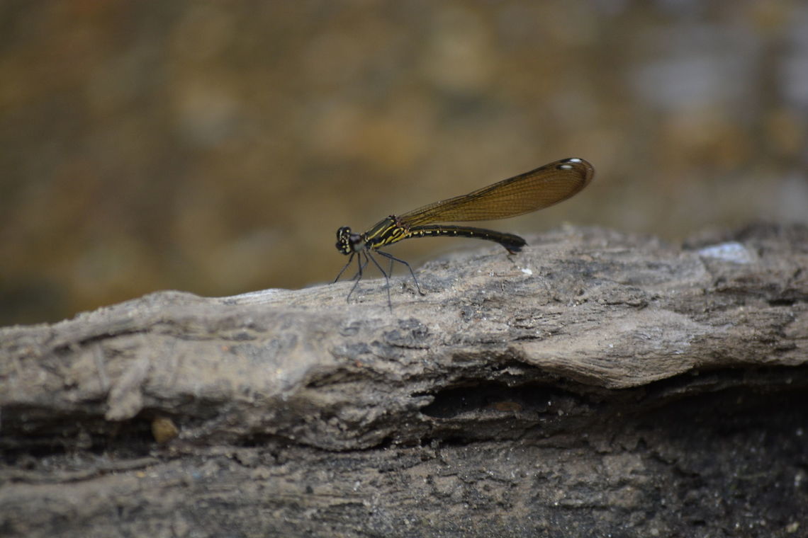The Rhinocypha bisignata - Damselfly  Rhinocypha bisignata