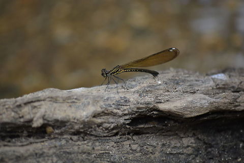 The Rhinocypha bisignata - Damselfly  Rhinocypha bisignata