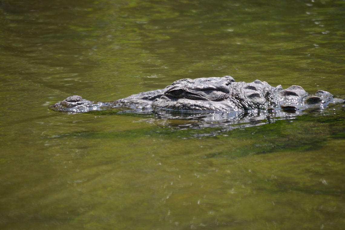 Crocodile  Crocodylus palustris,Geotagged,India,Mugger crocodile,Spring