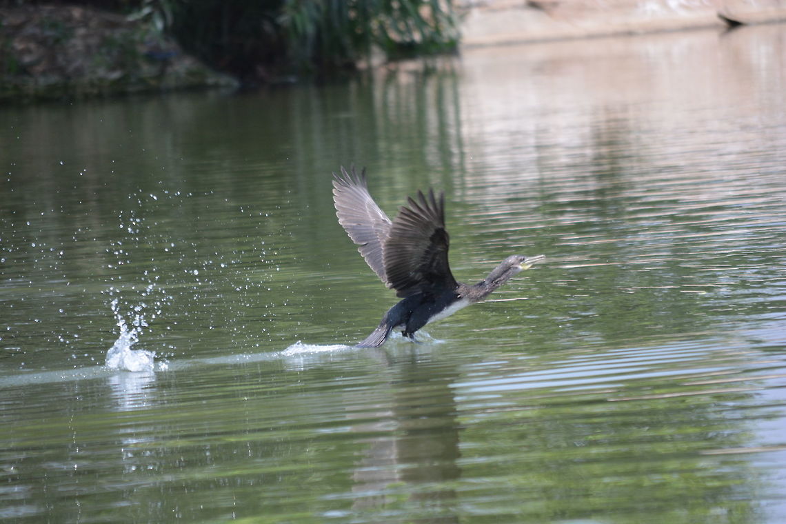 Bird takeoff  Little cormorant,Microcarbo niger