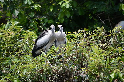 The Asian openbill  Anastomus oscitans,Asian openbill