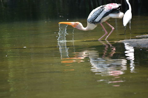 Stork drinking water  Geotagged,India,Mycteria leucocephala,Painted Stork,Spring