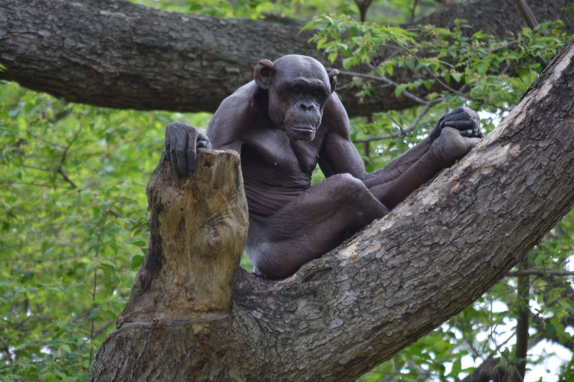 Hairless Chimpanzee  Common chimpanzee,Geotagged,India,Pan troglodytes,Spring