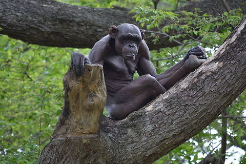 Hairless Chimpanzee  Common chimpanzee,Geotagged,India,Pan troglodytes,Spring