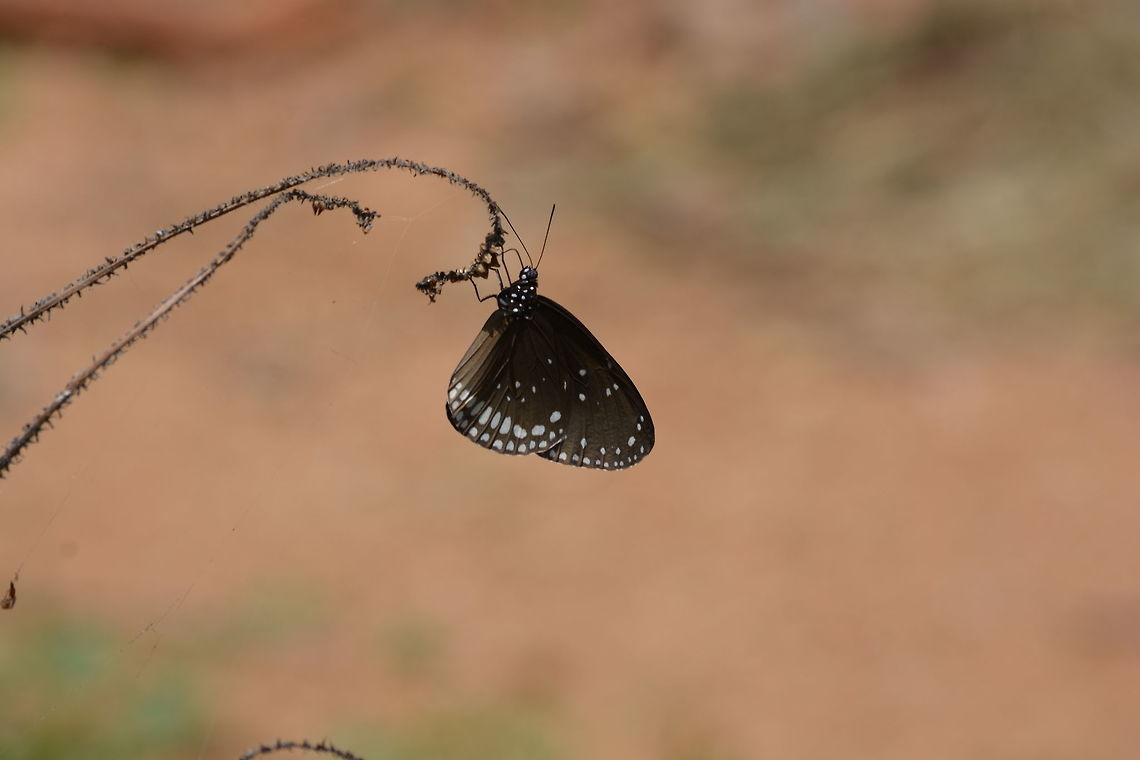 Common crow Butterfly Shot at karanji lake park, Mysore, india Common Crow,Euploea core