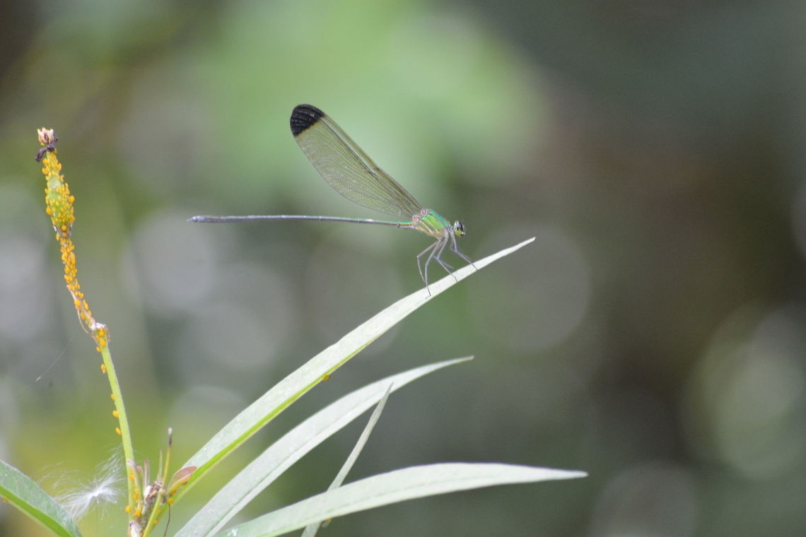 Black-tipped forest glory Shot near Sadivayal Stream, coimbatore, India Vestalis apicalis,damselfly