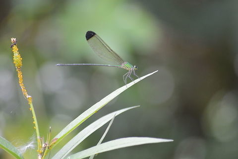 Black-tipped forest glory Shot near Sadivayal Stream, coimbatore, India Vestalis apicalis,damselfly
