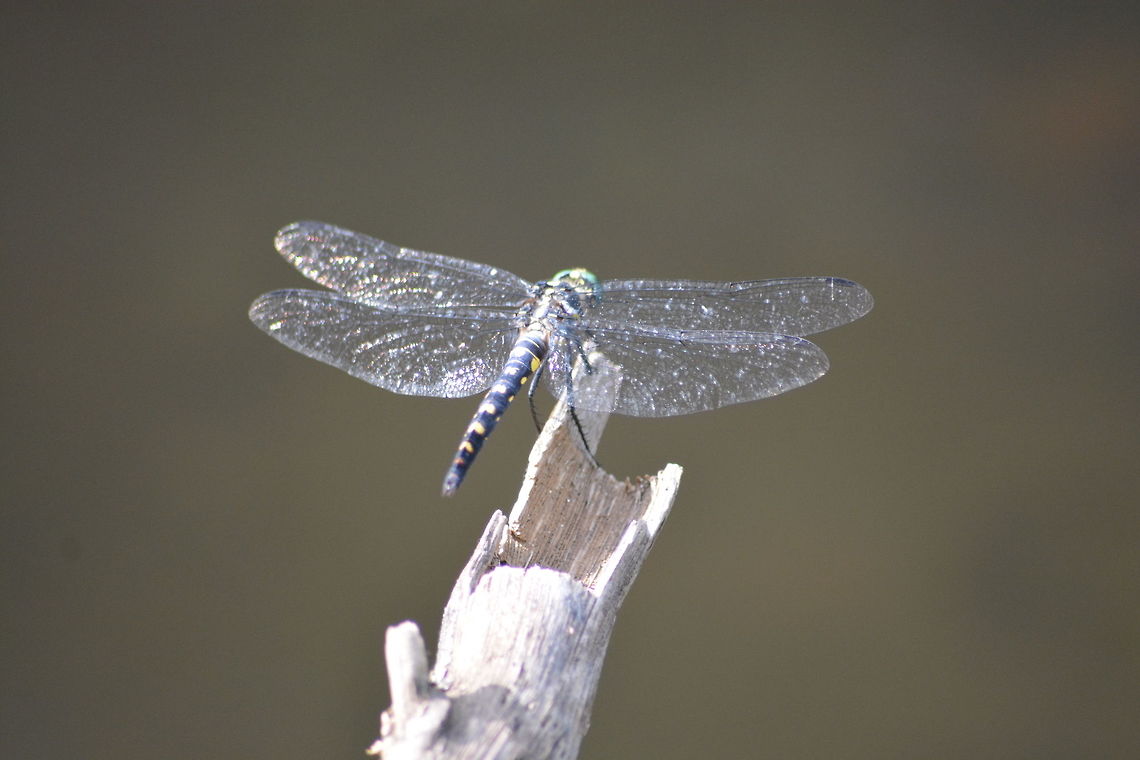 Stellate River Hawk (Onychothemis testacea) Shot near Sadivayal stream, coimbatore India Onychothemis testacea,Stellate river hawk