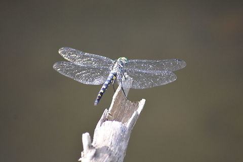 Stellate River Hawk (Onychothemis testacea) Shot near Sadivayal stream, coimbatore India Onychothemis testacea,Stellate river hawk