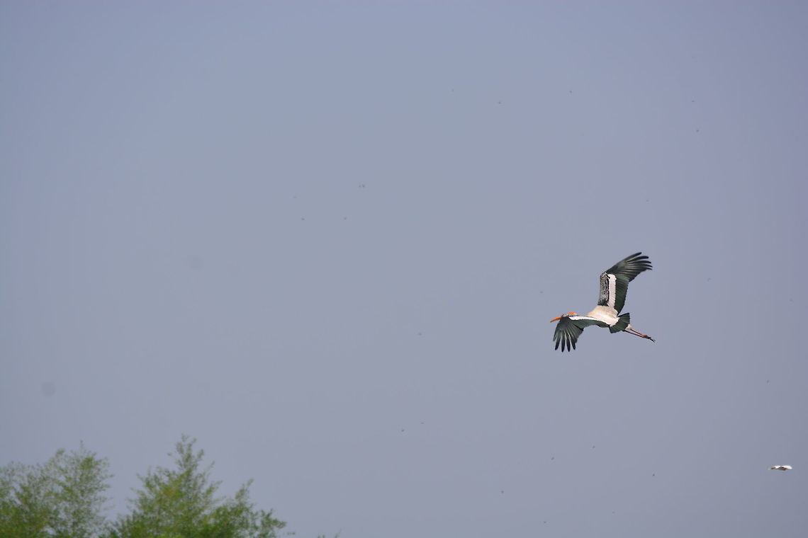 Flying Stork Shot in Ranganathittu Bird Sanctuary, Mysore Mycteria leucocephala,Painted Stork