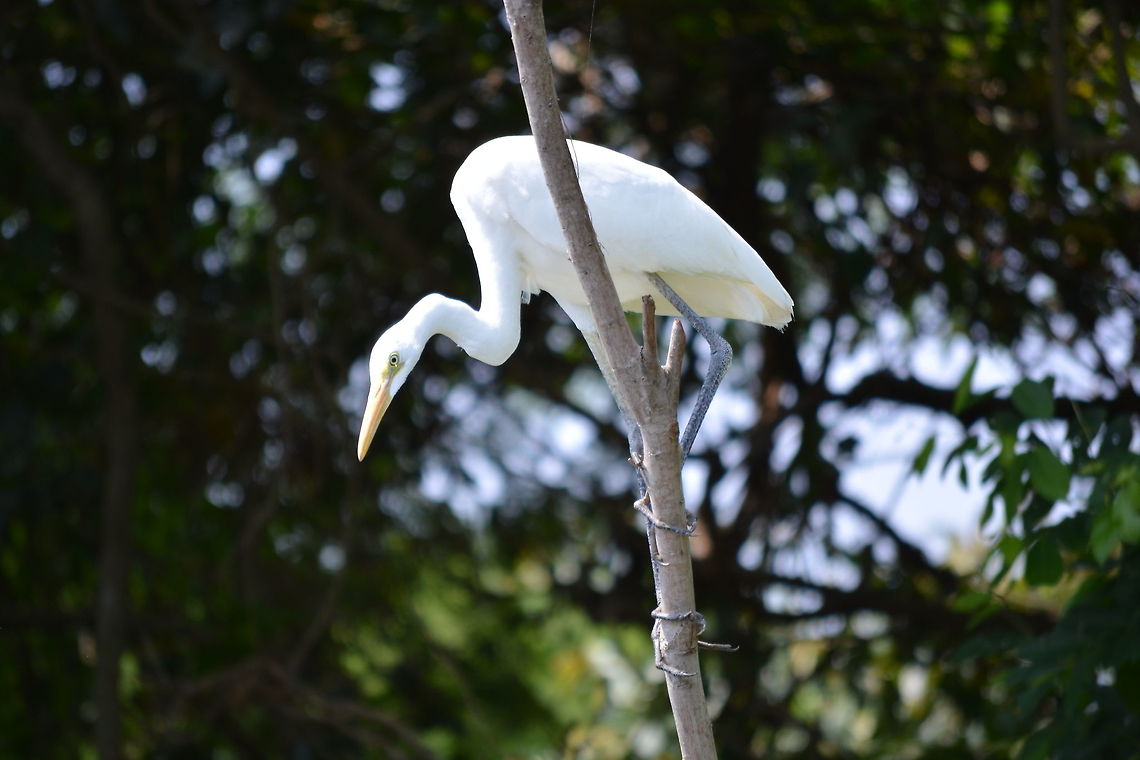 The Intermediate egret  Intermediate egret,Mesophoyx intermedia