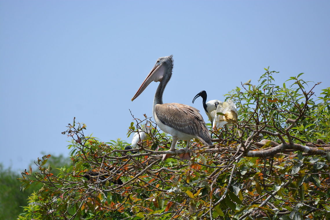 The Spot-billed pelican  Pelecanus philippensis,Spot-billed pelican